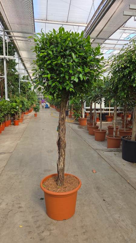 Ficus Nitida