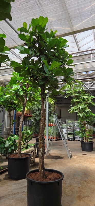 Ficus lyrata