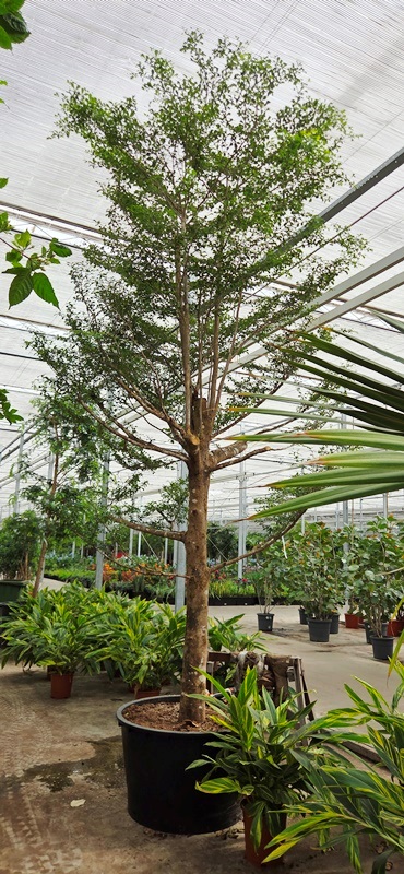 Terminalia mantaly