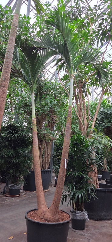 Veitchia merrillii