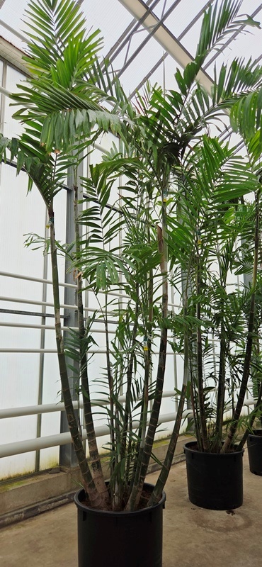 Pthychosperma macarthurii