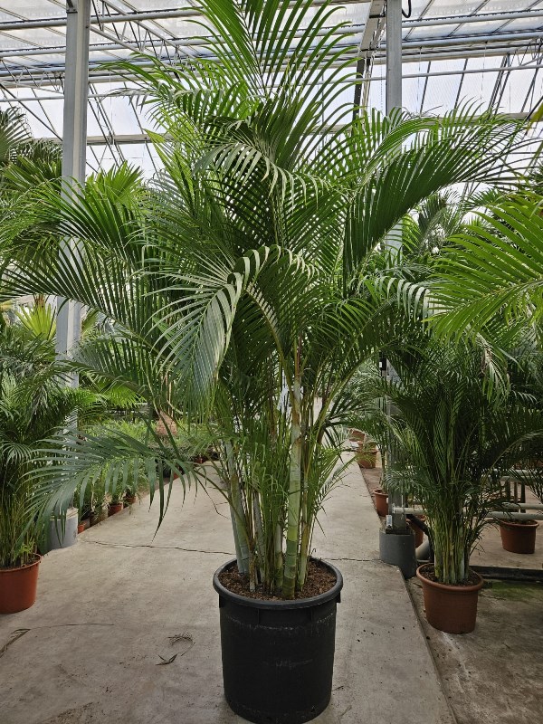 Dypsis lutescens (Areca)