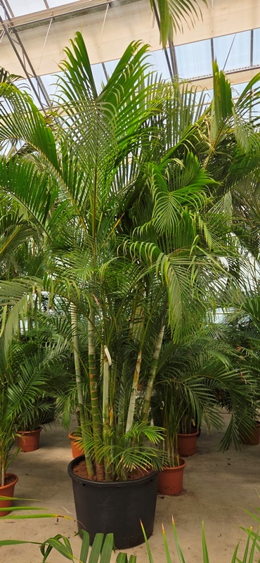 Dypsis lutescens (Areca)