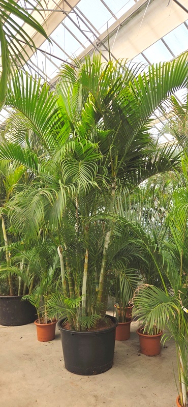 Dypsis lutescens (Areca)