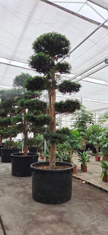 Podocarpus macrophylla