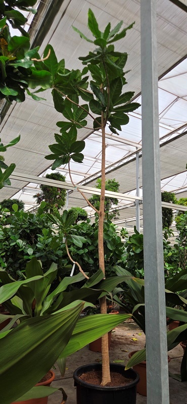 Barringtonia asiatica