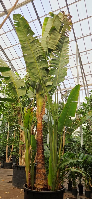 Ravanala madagascariensis