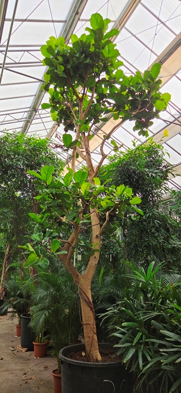 Ficus lyrata