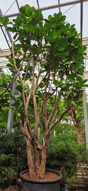 Ficus lyrata