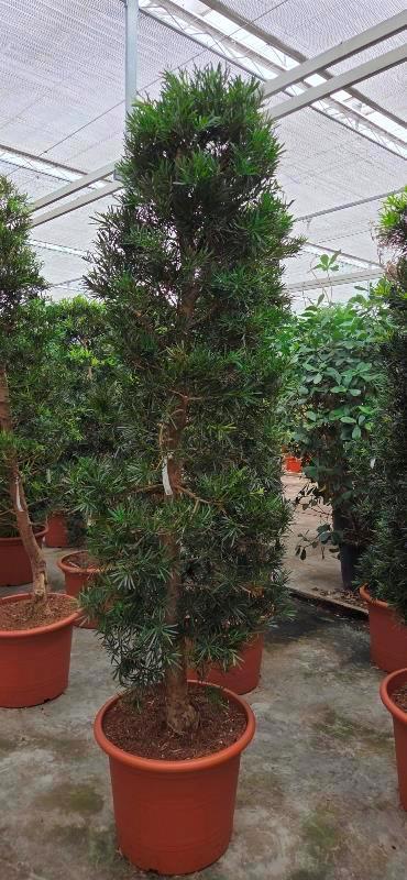 Podocarpus marcophylla