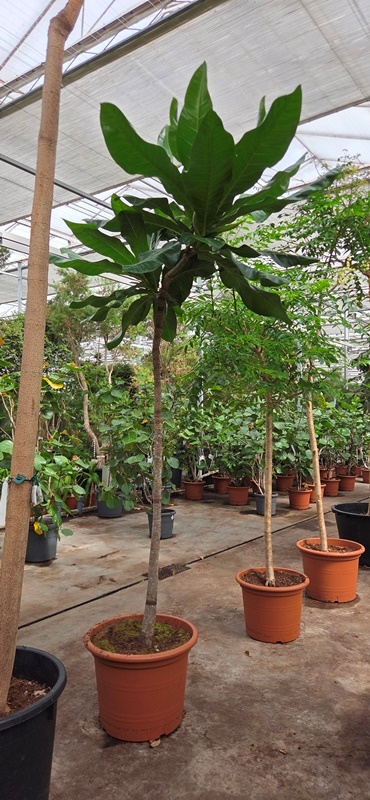 Barringtonia asiatica