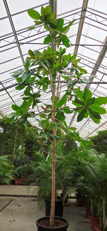Barringtonia asiatica