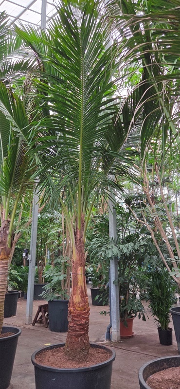 Beccariophoenix madagascariensis
