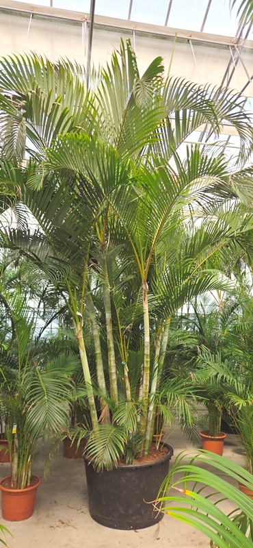 Dypsis lutescens (Areca)