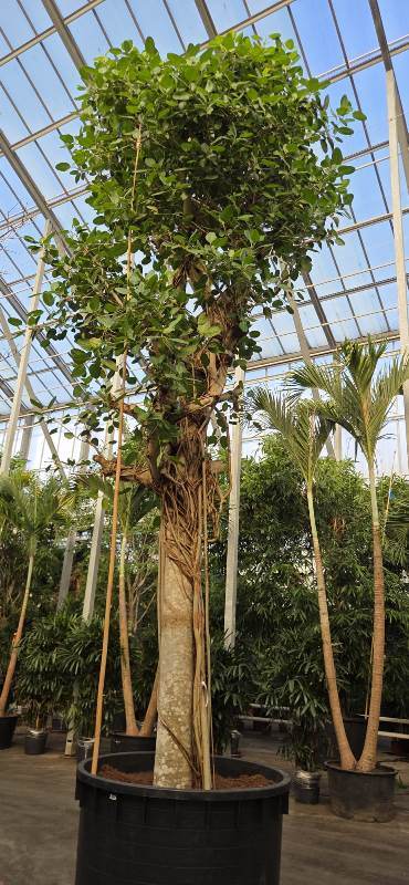 Ficus benghalensis