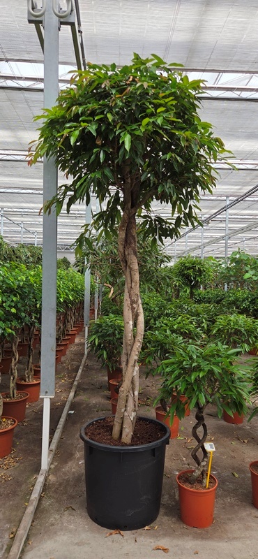 Ficus Amstel King