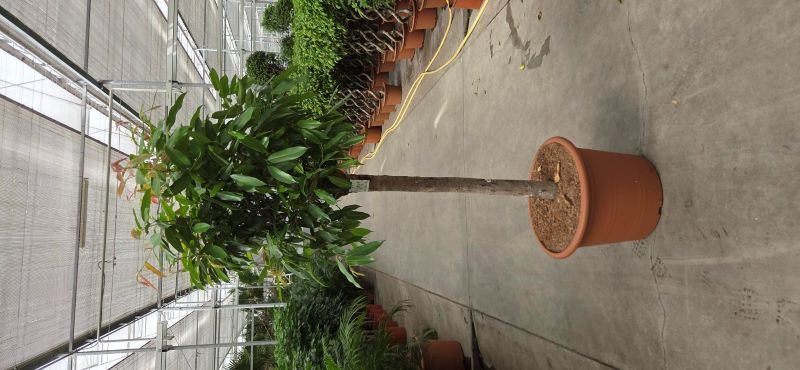 Ficus Amstel King
