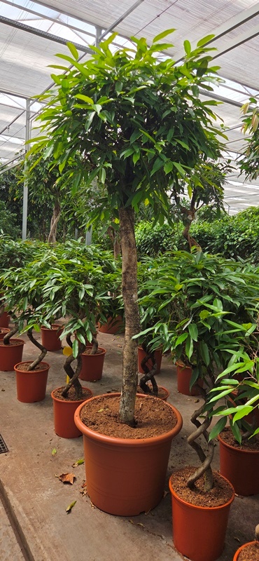 Ficus Amstel King