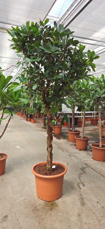 Ficus Cyathistipula