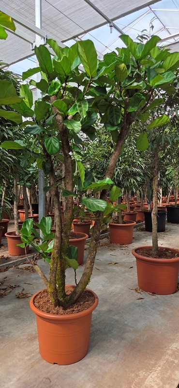 Ficus lyrata