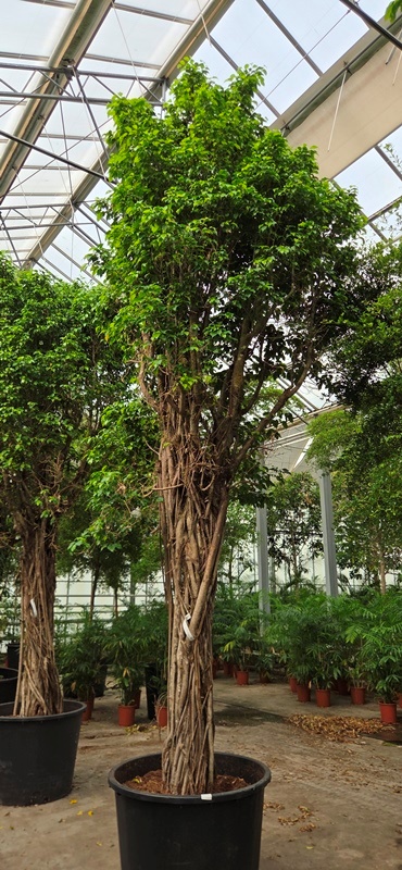 Ficus Columnar