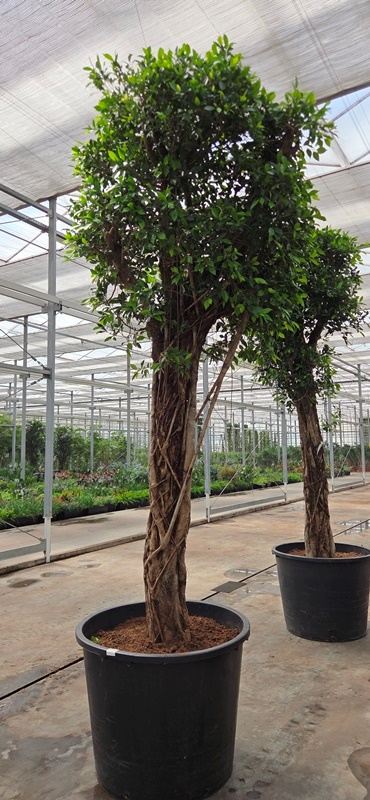 Ficus Nitida