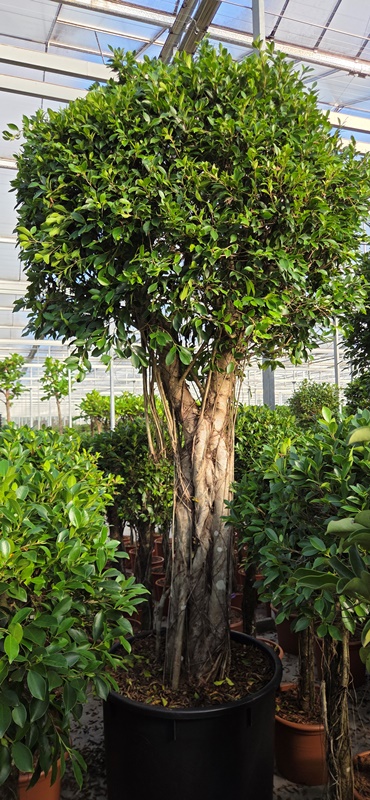 Ficus nitida