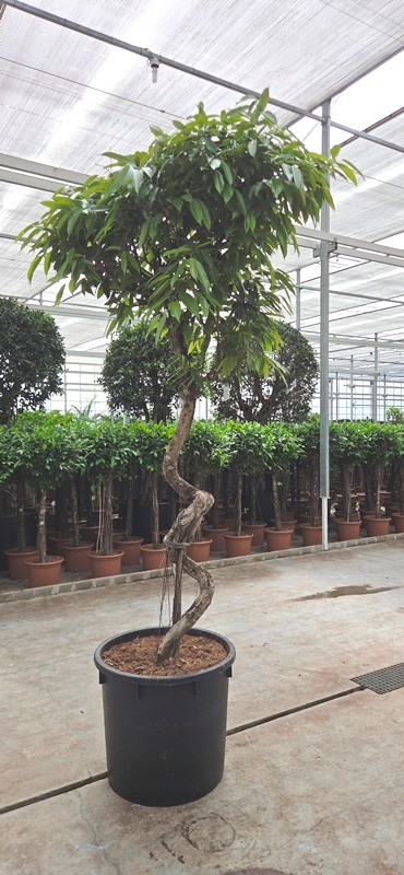 Ficus Amstel King