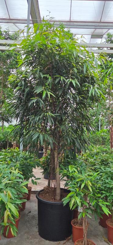 Ficus Alii