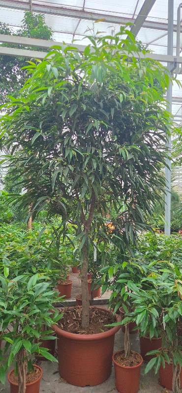 Ficus Alii