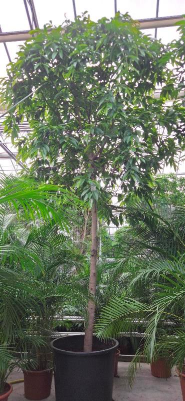 Ficus Amstel King