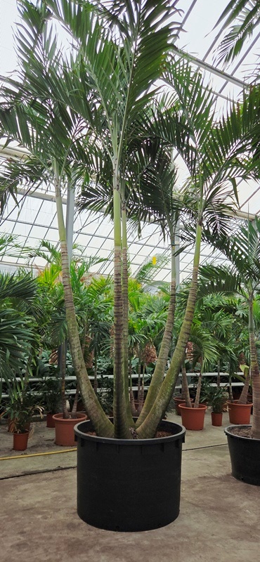 Veitchia merrillii