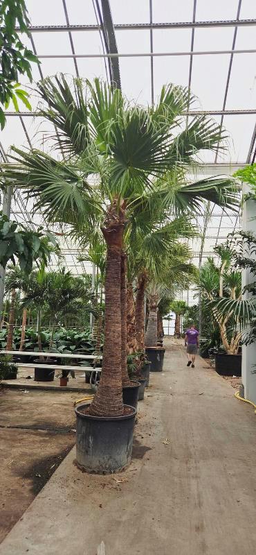 Livistona chinensis