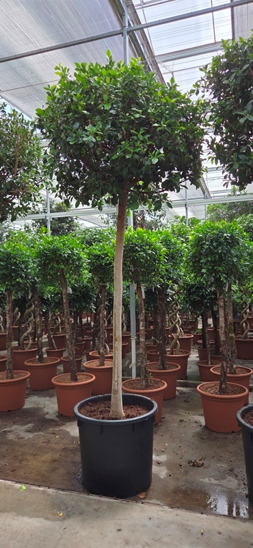 Ficus Nitida