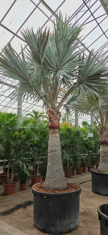 Bismarckia noblis