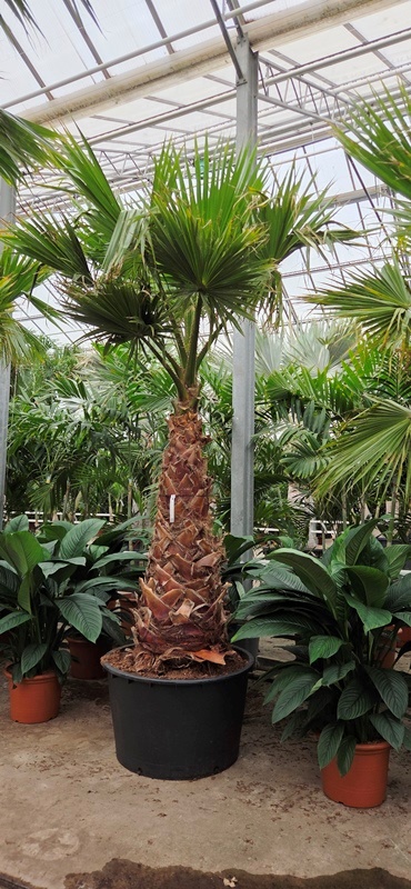 Washingtonia robusta