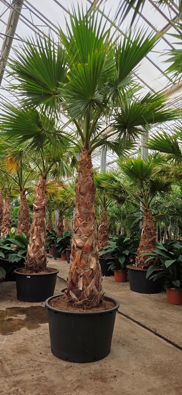 Washingtonia robusta