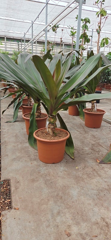 Crinium purple