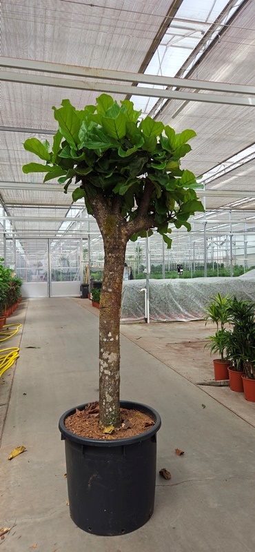 Ficus lyrata