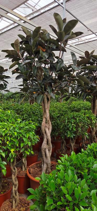 Ficus Burgundy
