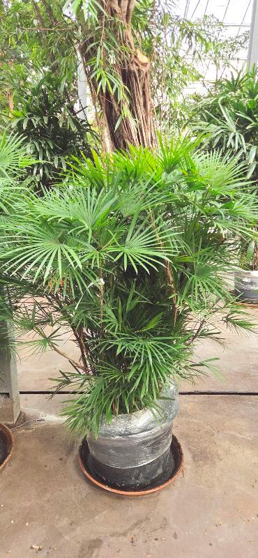 Rhapis humilis