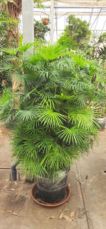 Rhapis humilis