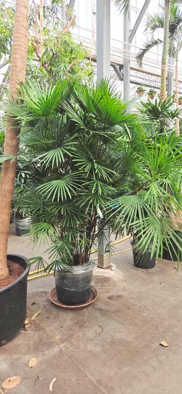 Rhapis humilis