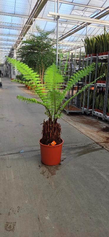 Dicksonia antarcitica