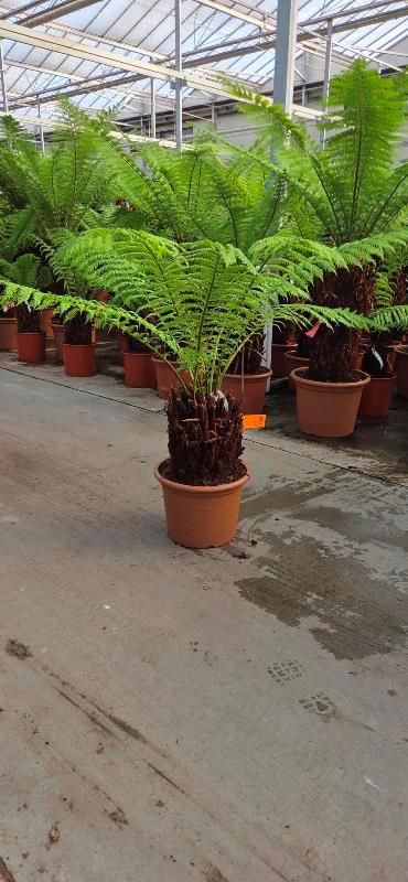 Dicksonia antarcitica