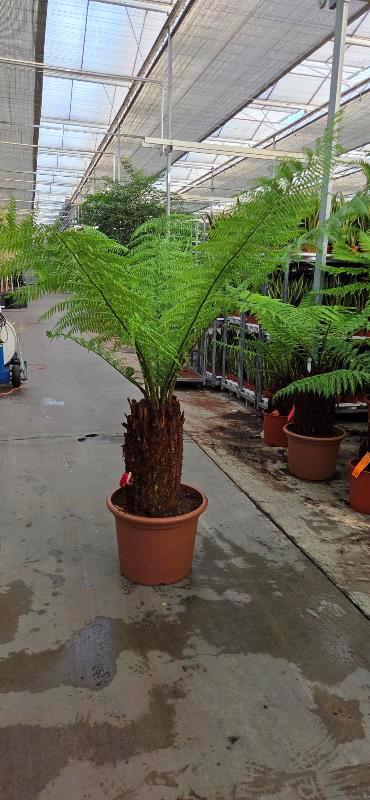 Dicksonia antarctica