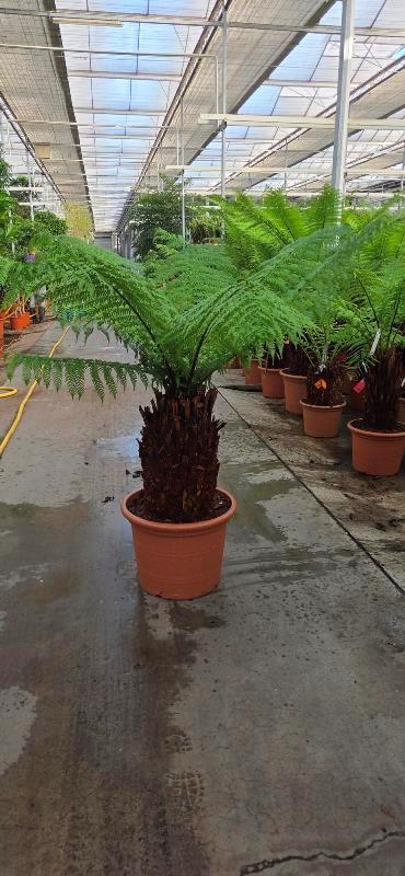 Dicksonia antarctica
