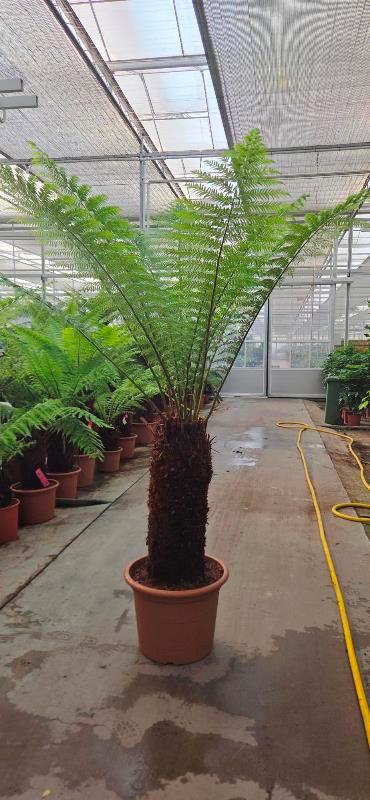 Dicksonia antarctica
