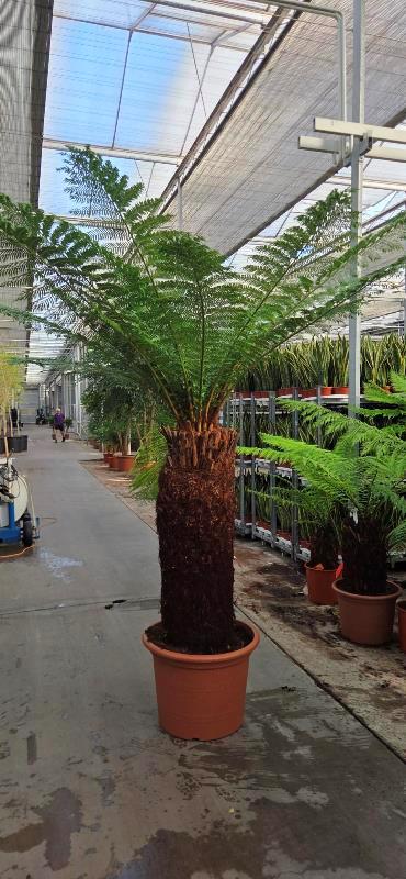 Dicksonia antarctica