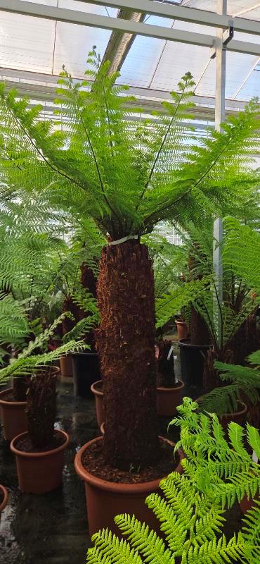 Dicksonia antarctica